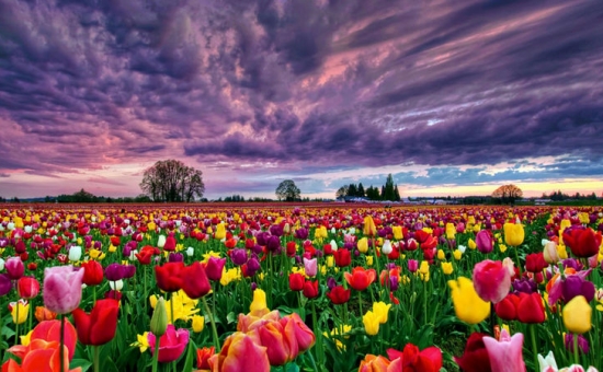 Konya Lale Bahçeleri Turu 1