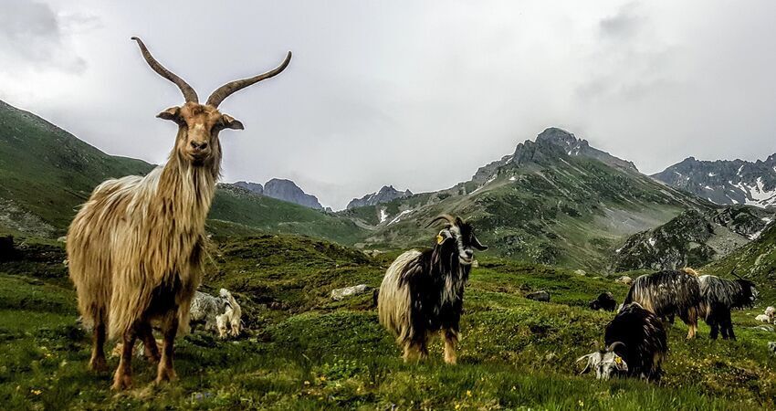 Doğu Karadeniz Doğa ve Kültür Turu