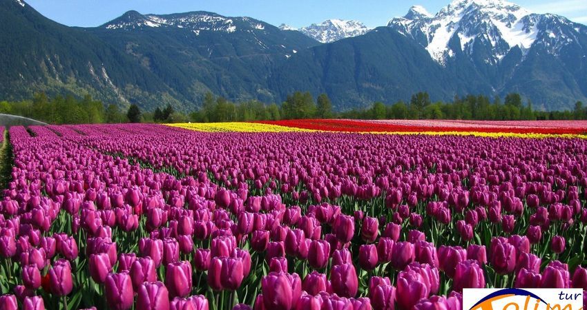 Konya Lale Bahçeleri Turu 1