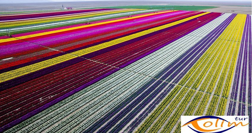 Konya Lale Bahçeleri Turu 1