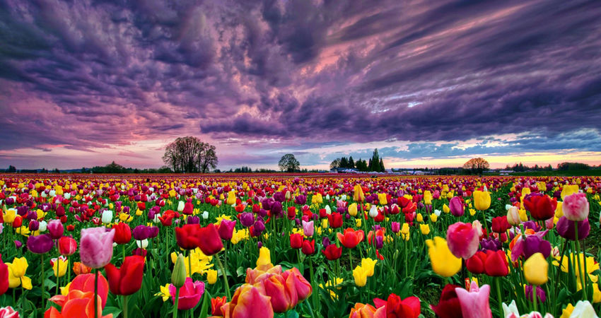 Konya Lale Bahçeleri Turu 1