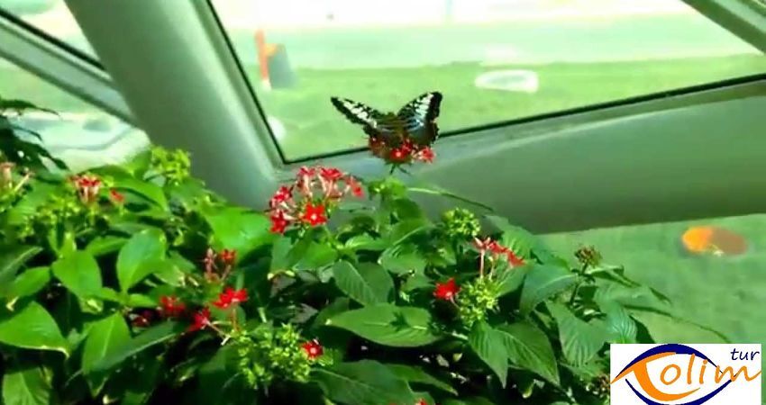 Konya Lale Bahçeleri Turu 1