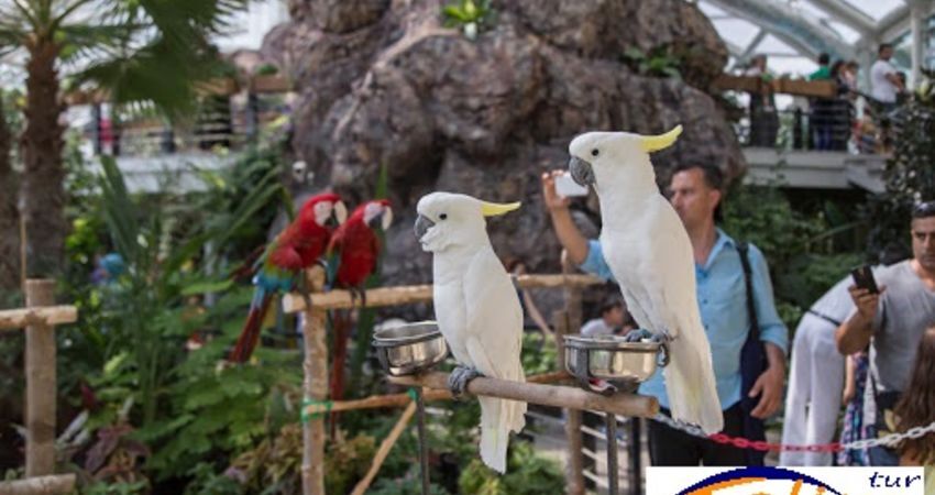 Konya Lale Bahçeleri Turu 1