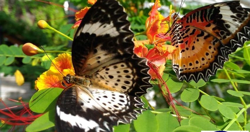 Konya Lale Bahçeleri Turu 1